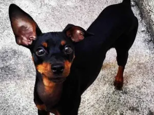 Cachorro raça Vira-latas idade 4 anos nome Jonny