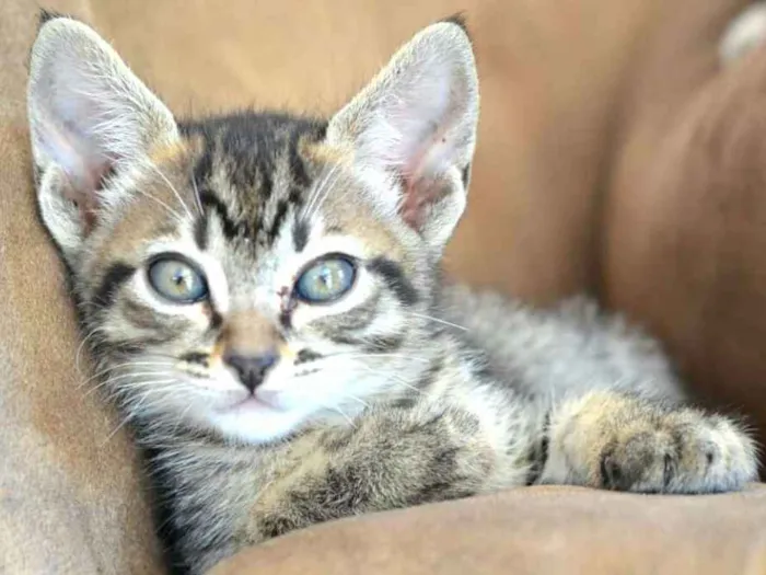 Gato ra a  idade 2 a 6 meses nome Listrada 