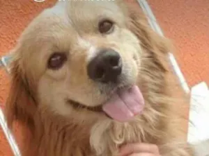 Cachorro raça mestiço a liaza  idade 6 ou mais anos nome urso