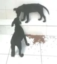 Dikise e Brown