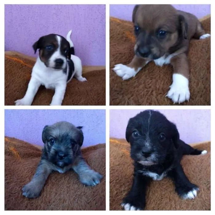 Cachorro ra a srd idade Abaixo de 2 meses nome Filhote