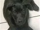 Cachorro raça Srd idade 2 a 6 meses nome Dikise e Brown 