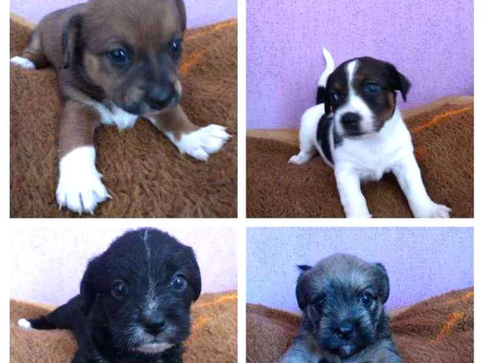 Cachorro ra a srd idade Abaixo de 2 meses nome Filhote