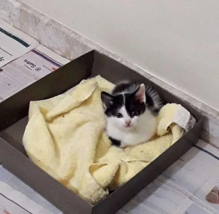 Gato ra a srd idade Abaixo de 2 meses nome Zeca
