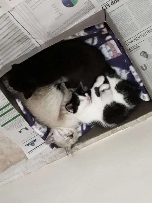 Gato ra a srd idade Abaixo de 2 meses nome Zeca
