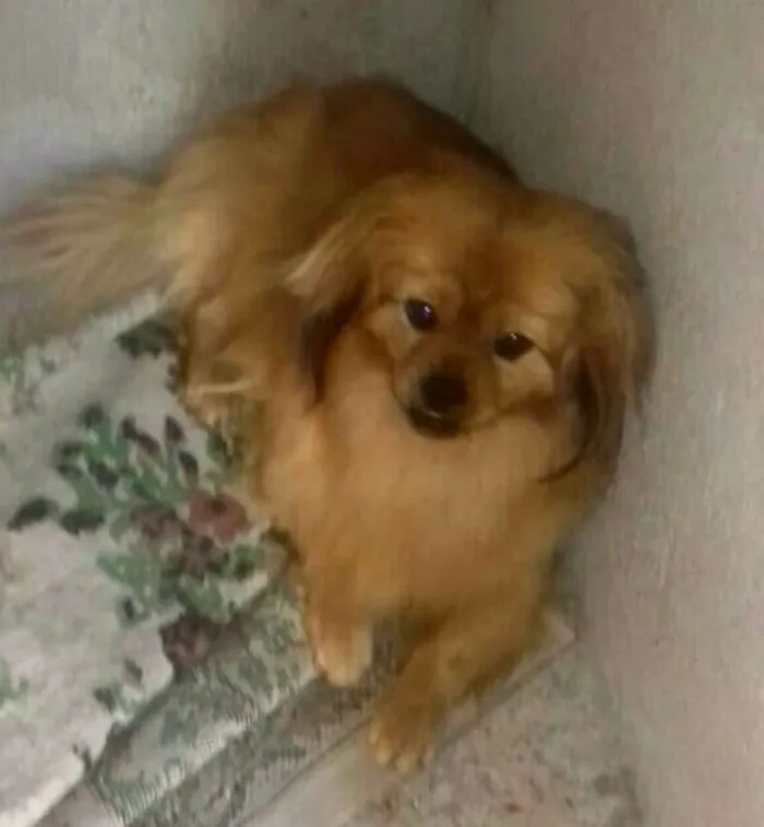 Cachorro ra a Pequinês  idade 1 ano nome Lelinho 