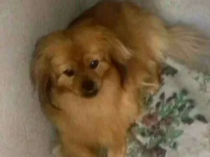 Cachorro raça Pequinês  idade 1 ano nome Lelinho 