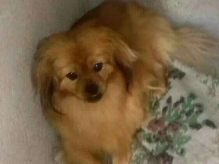 Cachorro ra a Pequinês  idade 1 ano nome Lelinho 