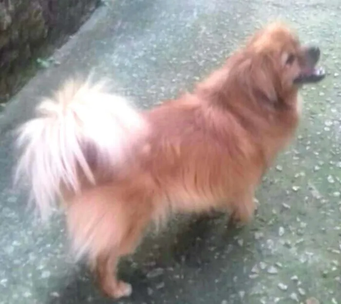 Cachorro ra a Pequinês  idade 1 ano nome Lelinho 