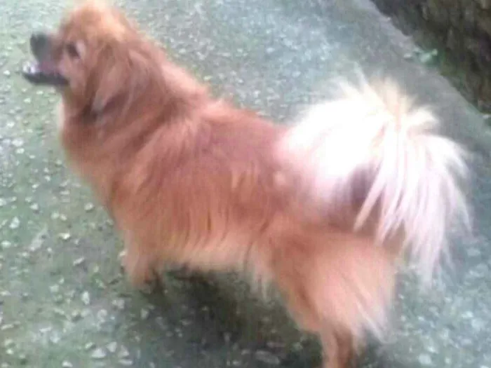 Cachorro ra a Pequinês  idade 1 ano nome Lelinho 