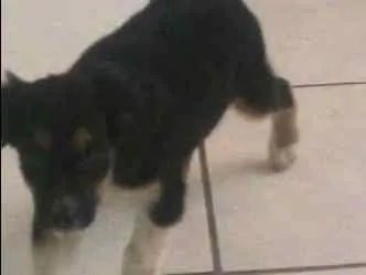 Cachorro ra a Dog idade 2 a 6 meses nome Malu