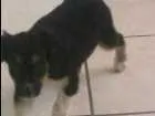 Cachorro raça Dog idade 2 a 6 meses nome Malu