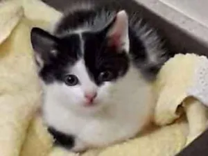Gato raça srd idade Abaixo de 2 meses nome Zeca