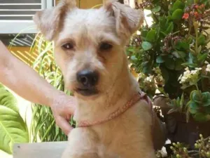 Cachorro raça Poodle ( mestiço) idade 2 anos nome Oliver 