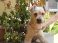 Oliver 