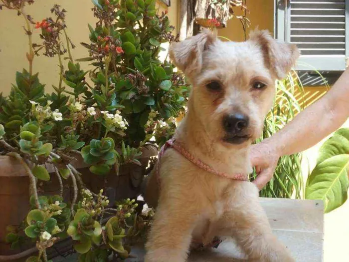 Cachorro ra a Poodle ( mestiço) idade 2 anos nome Oliver 