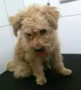 Oliver 