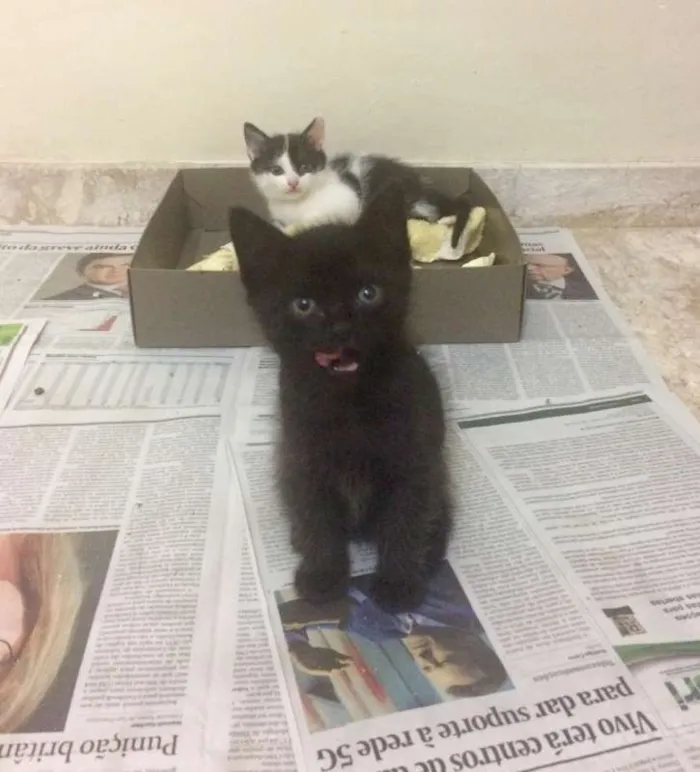 Gato ra a srd idade Abaixo de 2 meses nome Bento