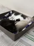 Bento