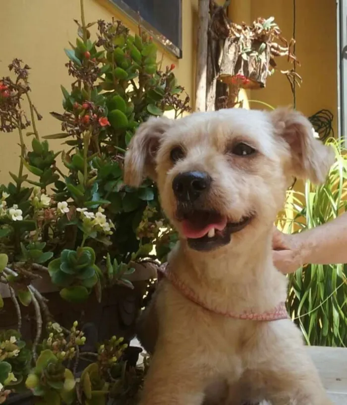 Cachorro ra a Poodle ( mestiço) idade 2 anos nome Oliver 