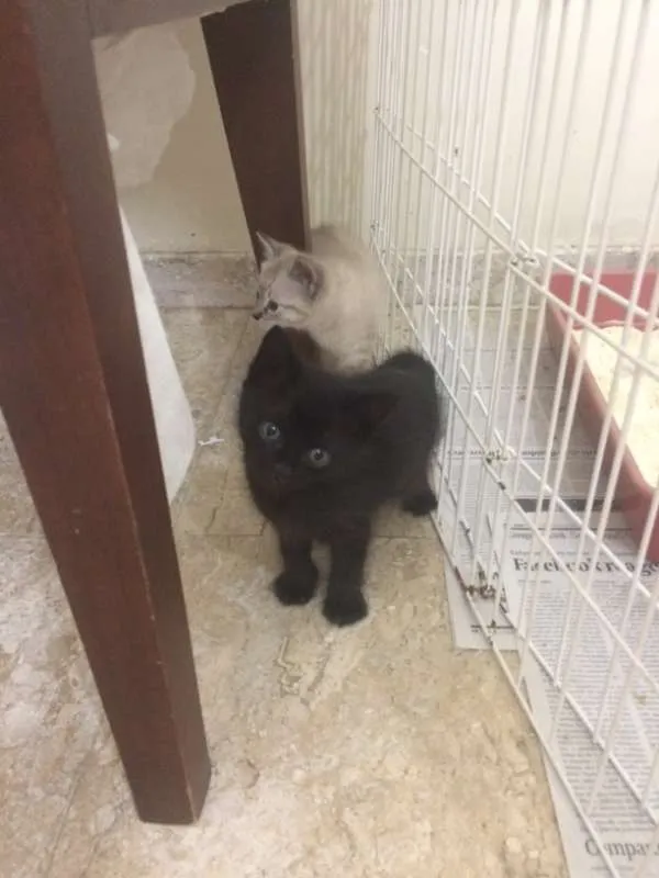 Gato ra a srd idade Abaixo de 2 meses nome Bento