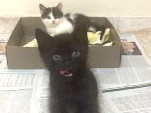 Gato raça srd idade Abaixo de 2 meses nome Bento