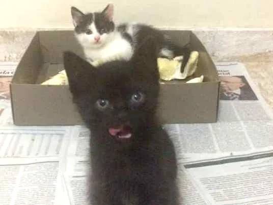 Gato ra a srd idade Abaixo de 2 meses nome Bento