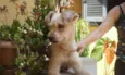 Oliver 