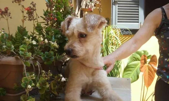 Cachorro ra a Poodle ( mestiço) idade 2 anos nome Oliver 