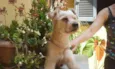 Oliver 