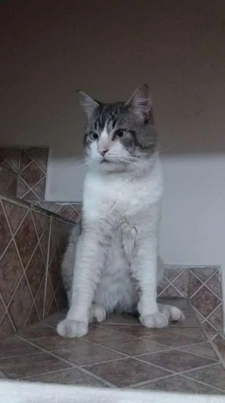 Gato ra a  idade 3 anos nome Boris