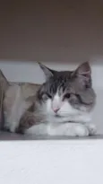 Boris