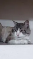 Boris
