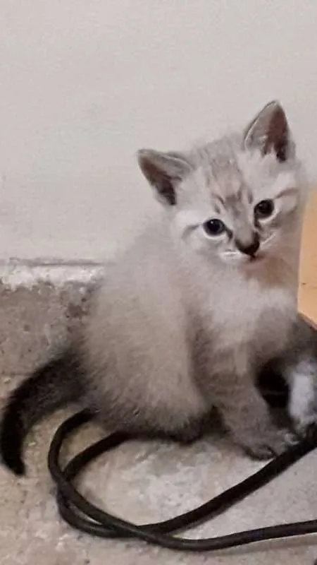 Gato ra a srd idade Abaixo de 2 meses nome Brad