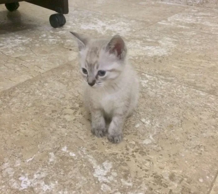 Gato ra a srd idade Abaixo de 2 meses nome Brad