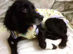 Cachorro raça SRD idade 2 anos nome Kiara