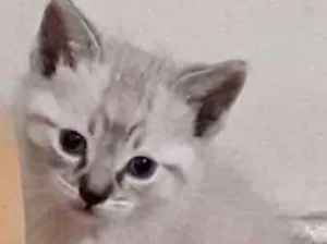 Gato raça srd idade Abaixo de 2 meses nome Brad
