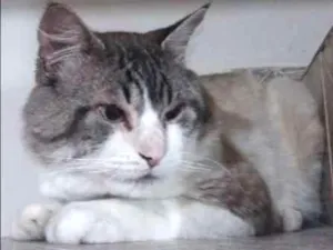 Gato raça  idade 3 anos nome Boris