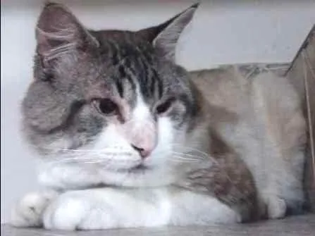 Gato ra a  idade 3 anos nome Boris