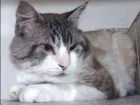 Gato raça  idade 3 anos nome Boris