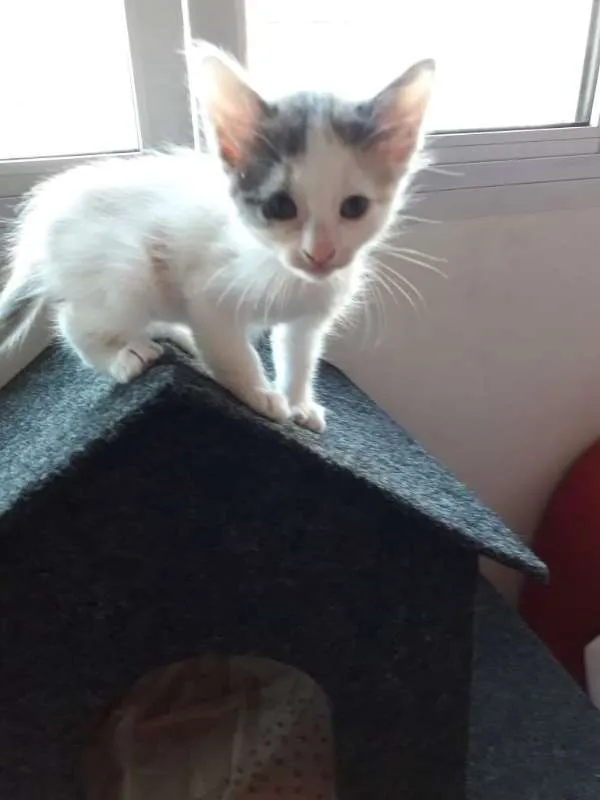 Gato ra a  idade 2 a 6 meses nome polar sofia sarita