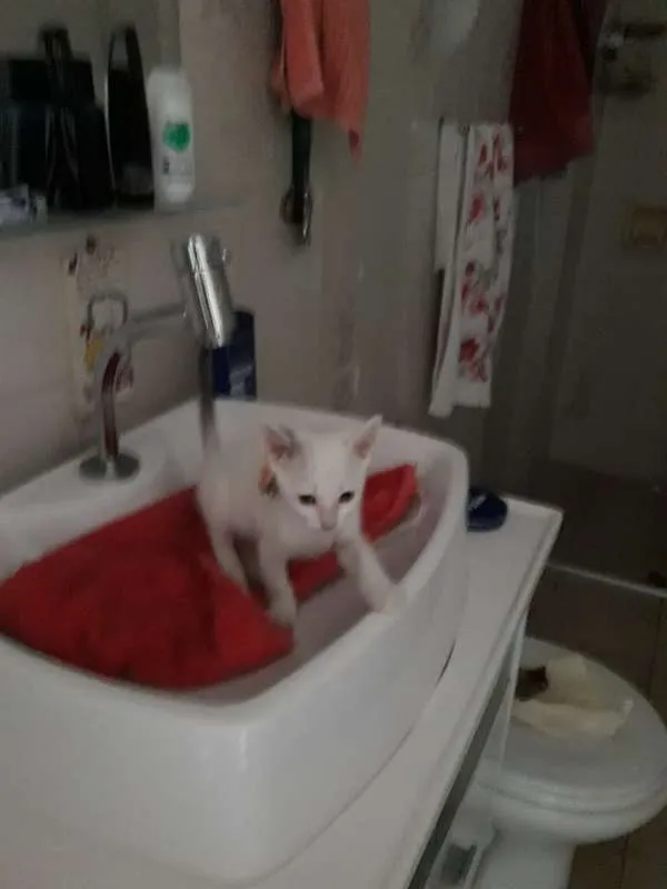 Gato ra a  idade 2 a 6 meses nome polar sofia sarita