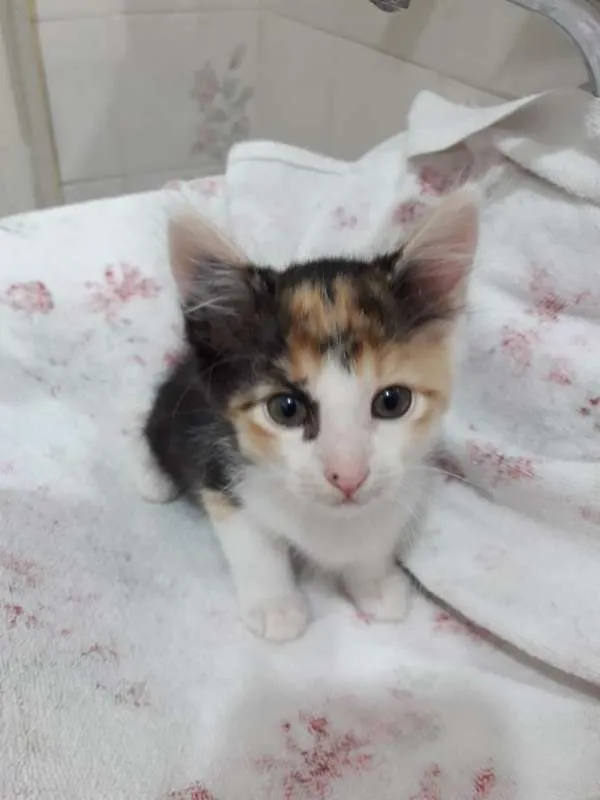 Gato ra a  idade 2 a 6 meses nome polar sofia sarita