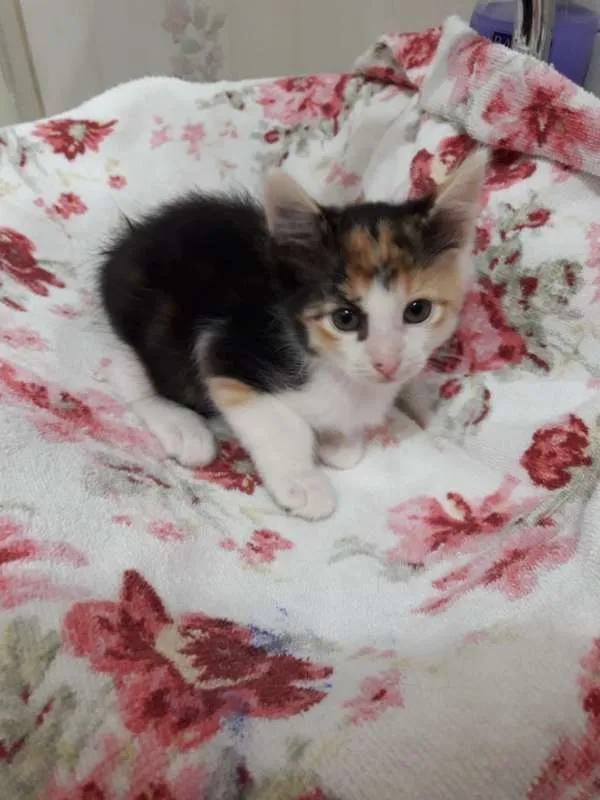 Gato ra a  idade 2 a 6 meses nome polar sofia sarita