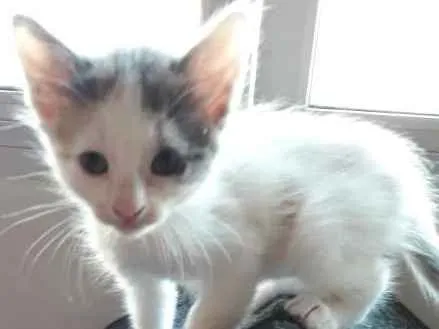 Gato ra a  idade 2 a 6 meses nome polar sofia sarita