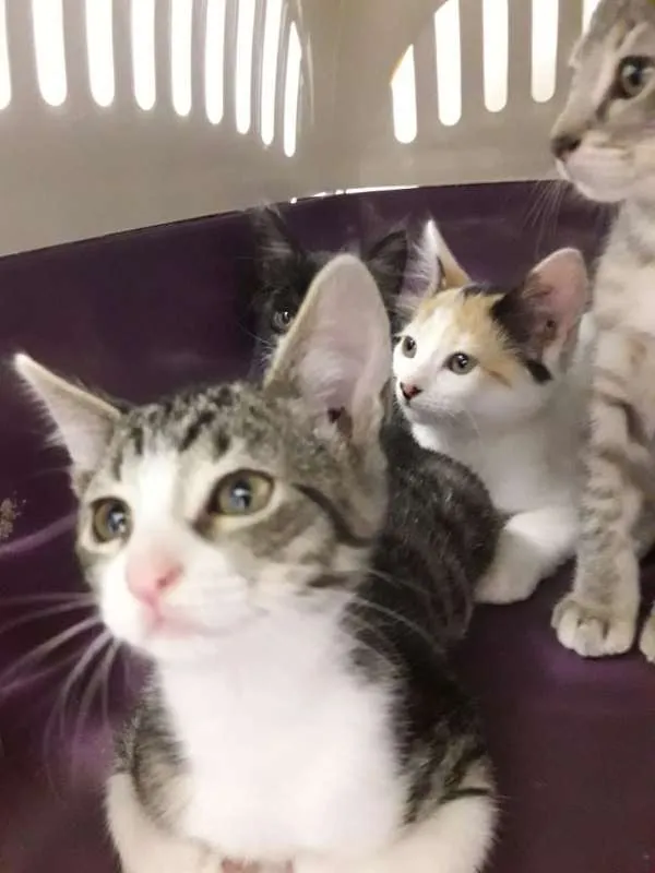 Gato ra a  idade 2 a 6 meses nome polar sofia sarita