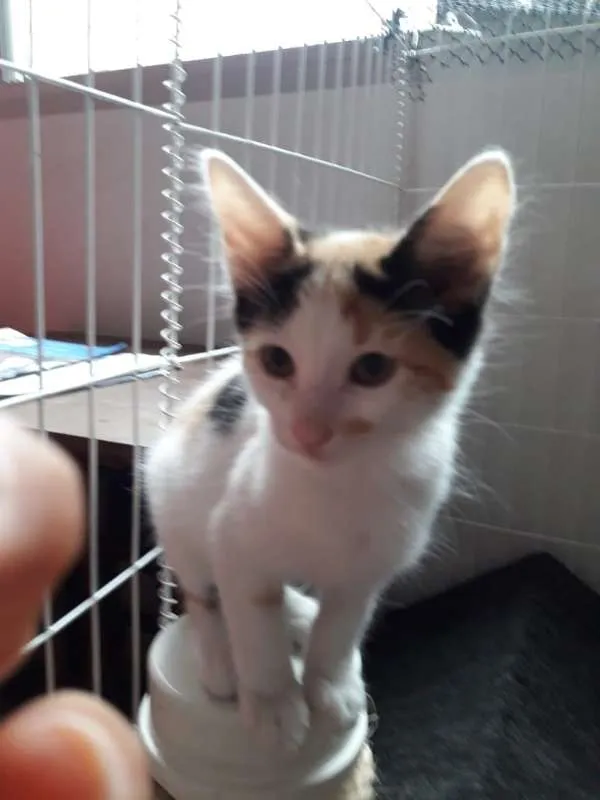 Gato ra a  idade 2 a 6 meses nome polar sofia sarita