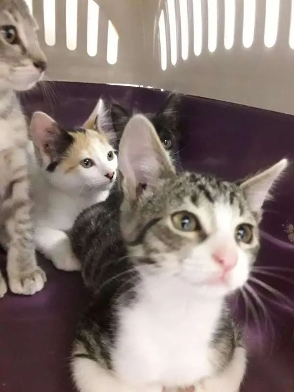 Gato ra a  idade 2 a 6 meses nome polar sofia sarita