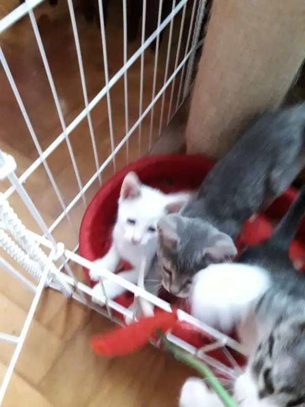 Gato ra a  idade 2 a 6 meses nome polar sofia sarita