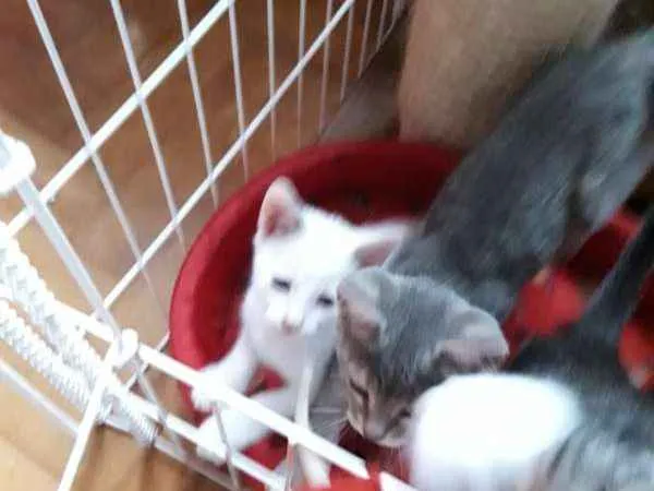 Gato ra a  idade 2 a 6 meses nome polar sofia sarita